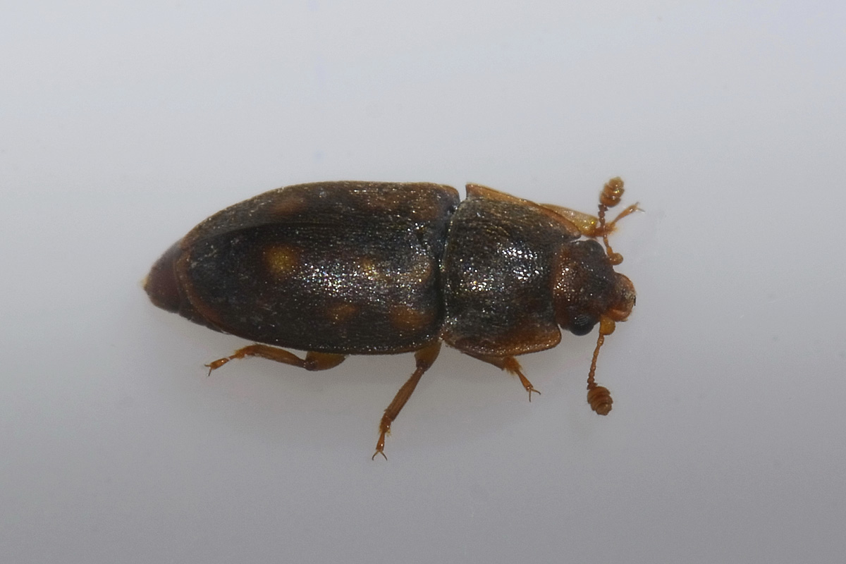Epuraea fuscicollis, maschio, Nitidulidae